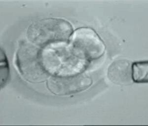 ¿La congelación de embriones puede afectar al desarrollo del feto?